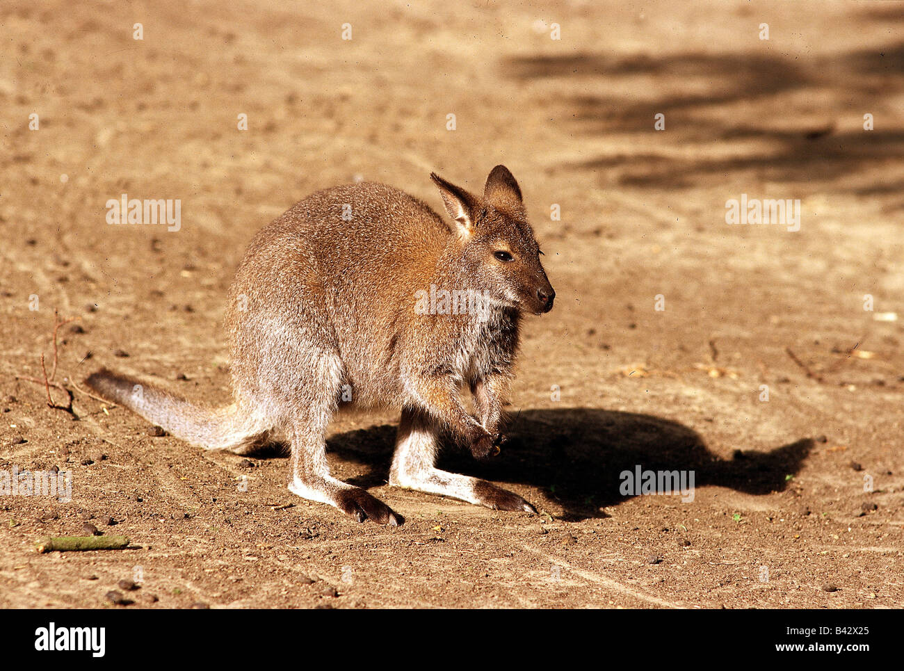 zoology / animals, mammal / mammalian, kangaroos, Bennett`s wallaby, (Wallabia rufogrisea), distribution: Tasmania, Eastern Aust Stock Photo